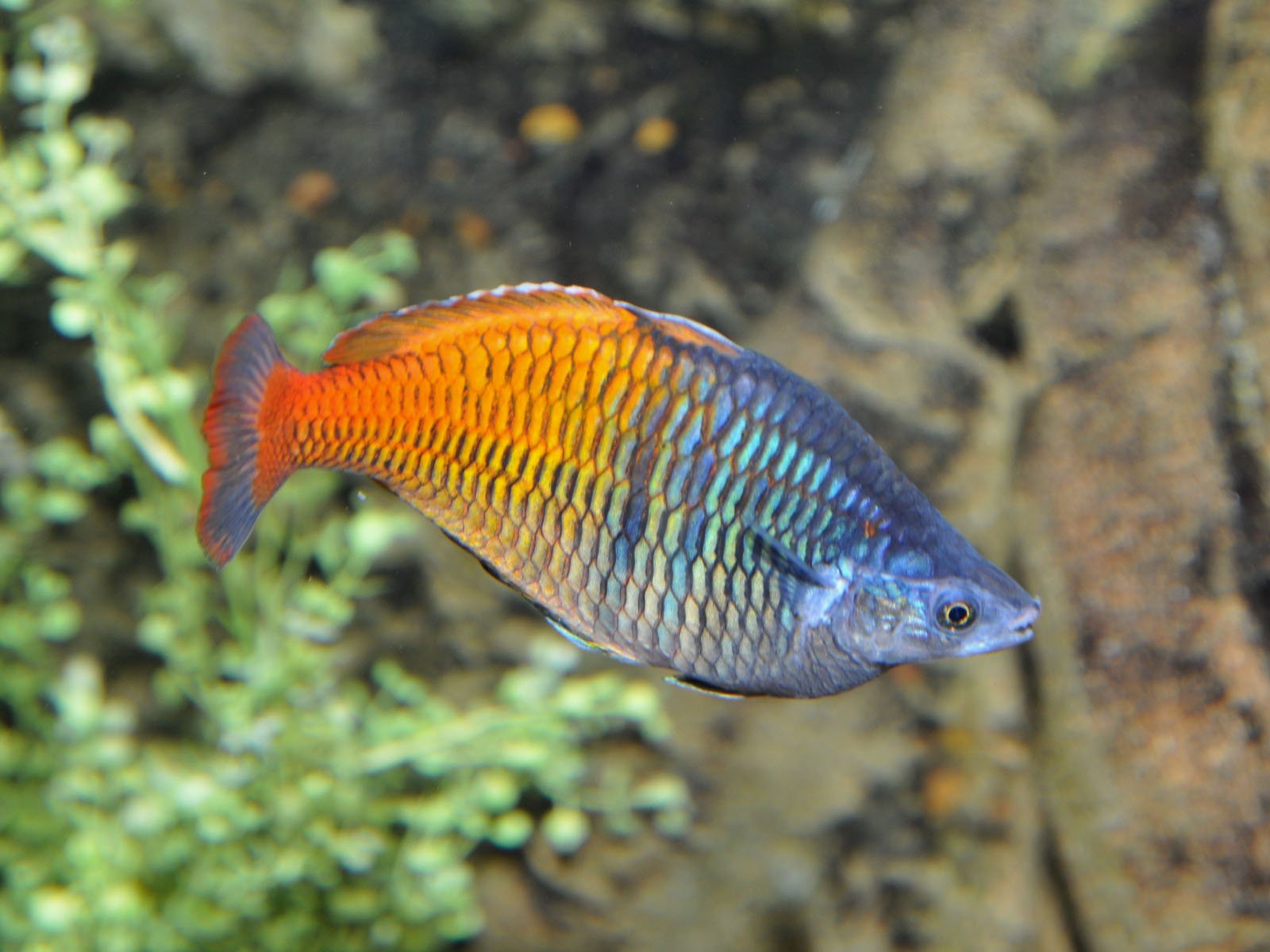 rainbowfish, Tropical, Fish Wallpaper