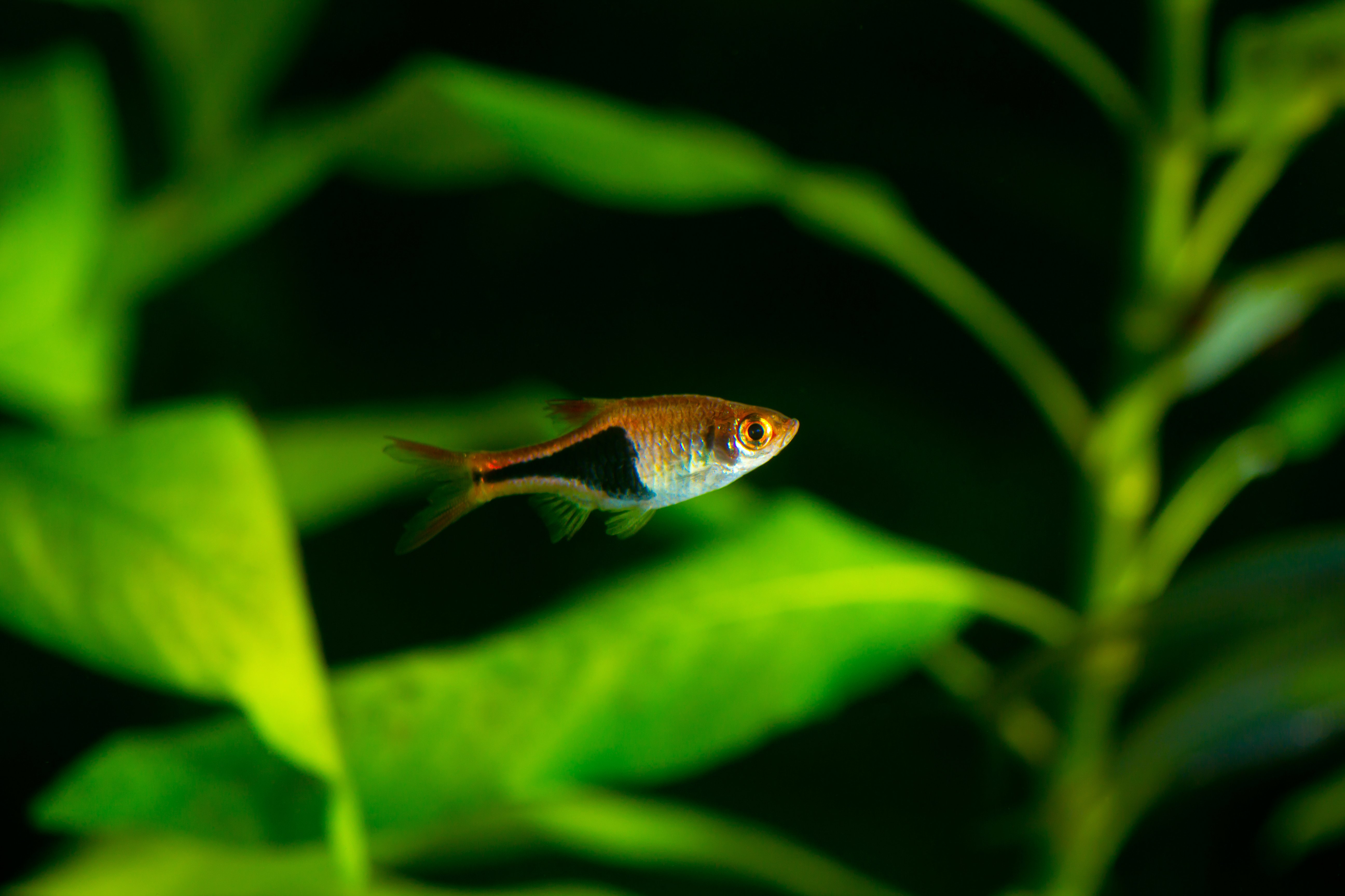 rasbora, Tropical, Fish Wallpaper