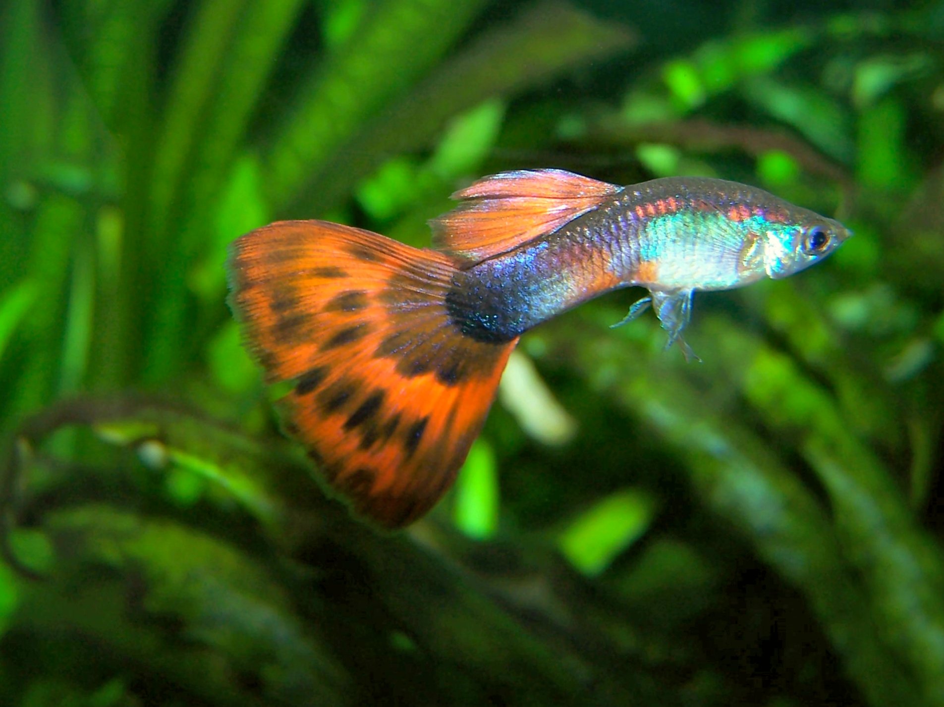  guppy  Tropical  Fish  Wallpapers HD Desktop and Mobile 