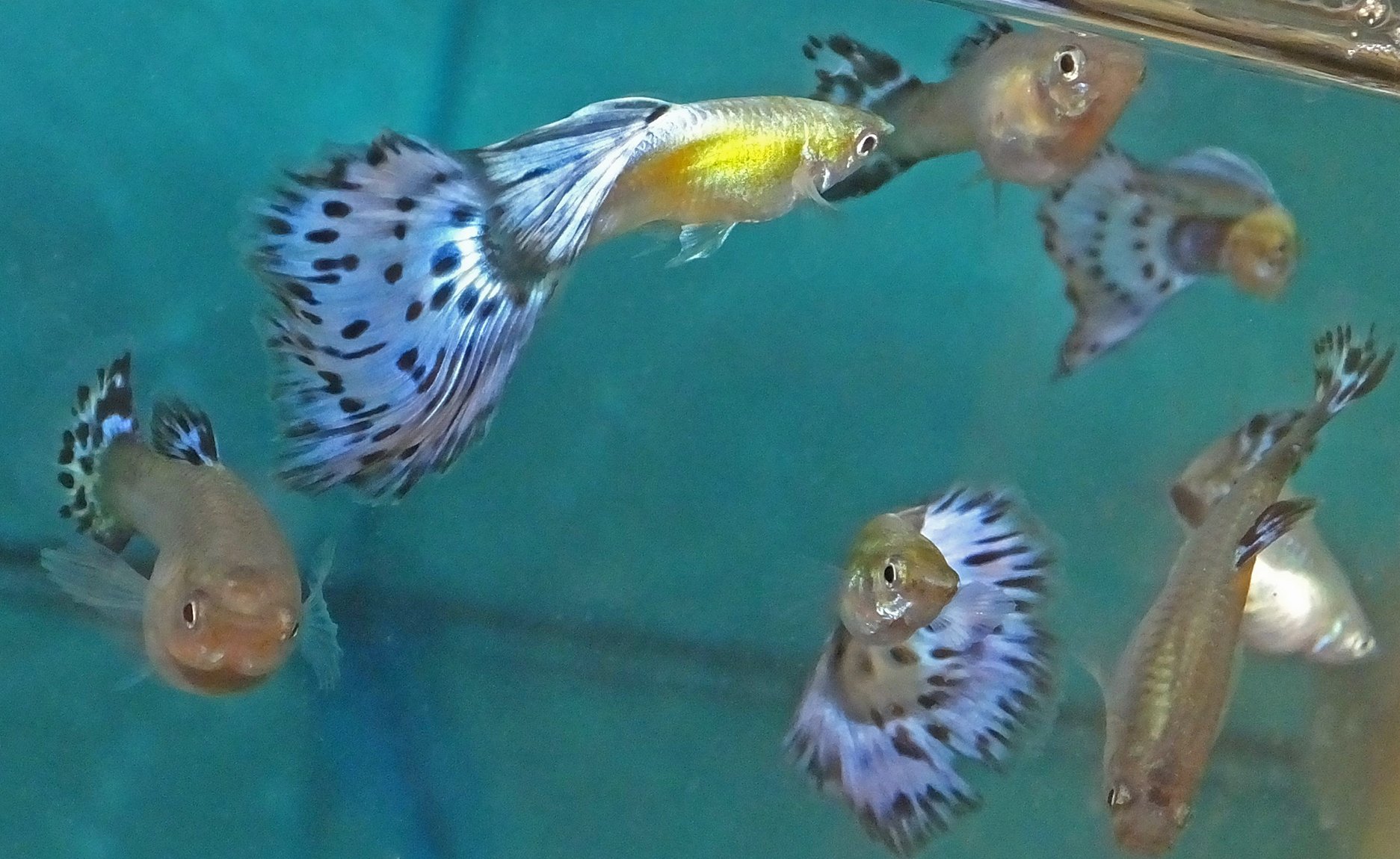 guppy, Tropical, Fish Wallpaper