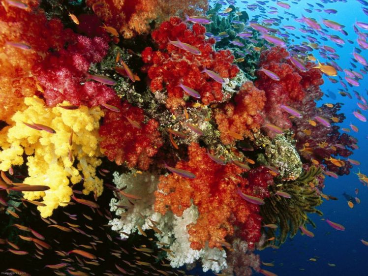 anthias, Tropical, Fish, Ocean, Sea, Underwater HD Wallpaper Desktop Background