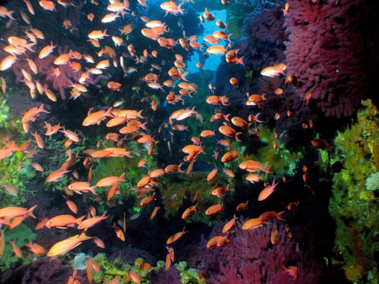 anthias, Tropical, Fish, Ocean, Sea, Underwater HD Wallpaper Desktop Background