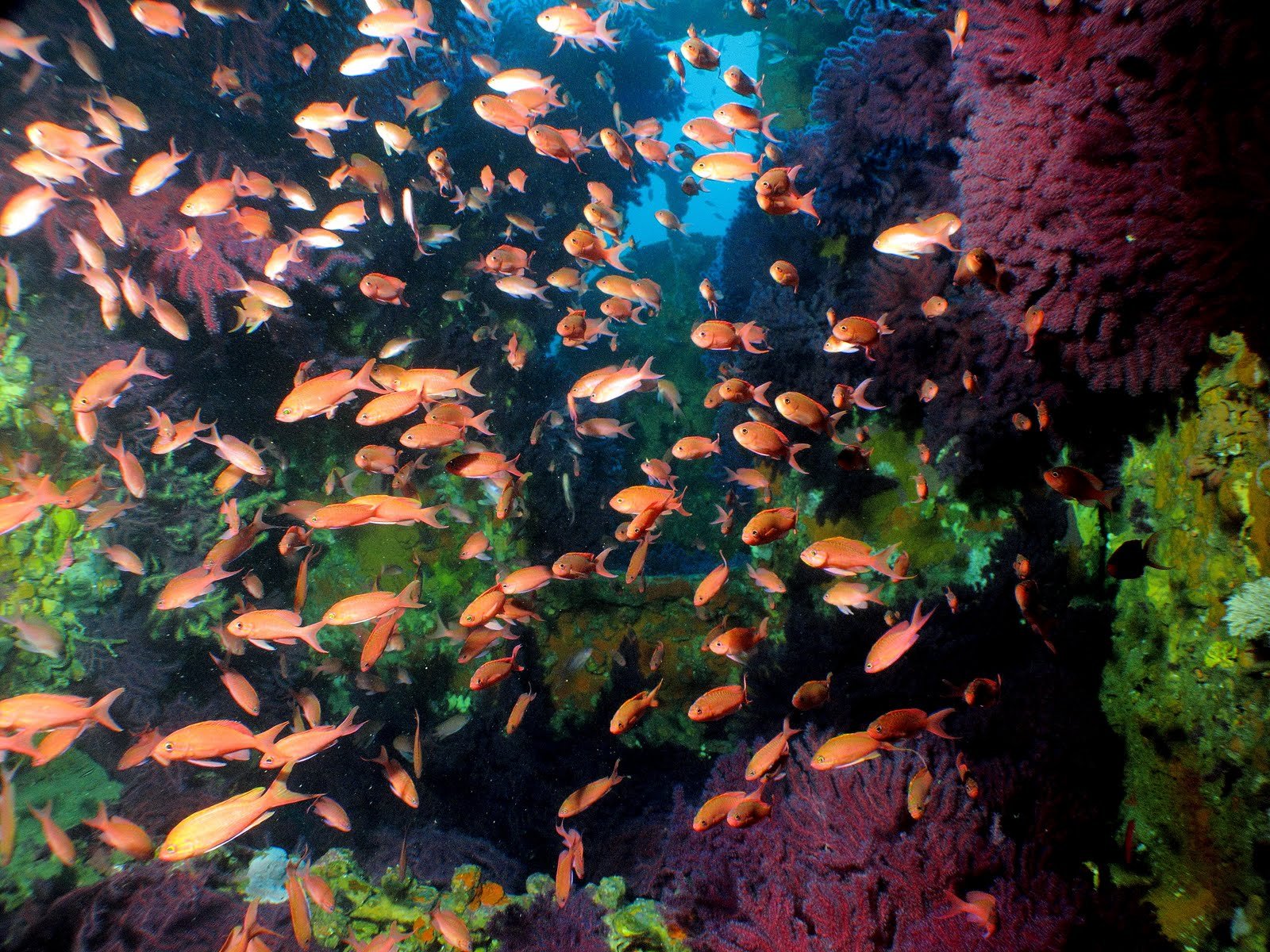 anthias, Tropical, Fish, Ocean, Sea, Underwater Wallpaper