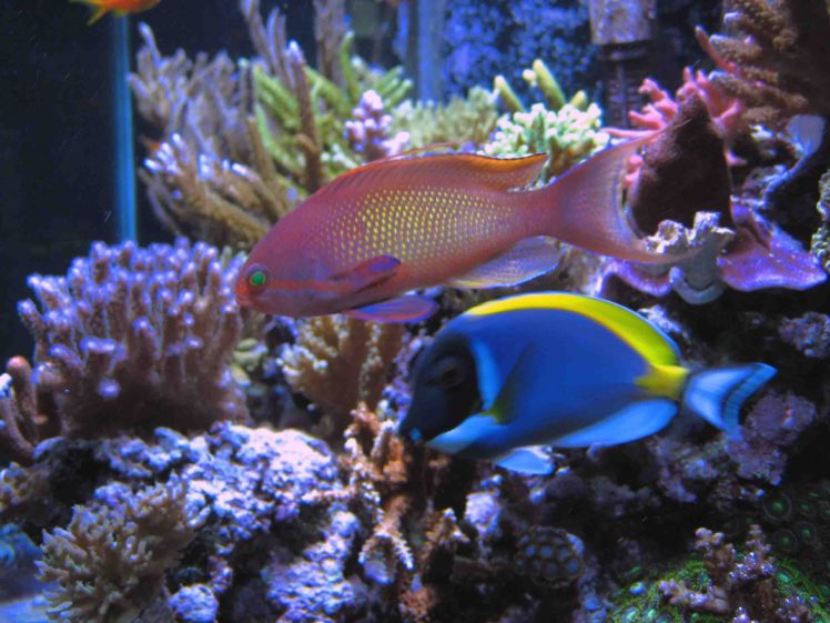 anthias, Tropical, Fish, Ocean, Sea, Underwater HD Wallpaper Desktop Background