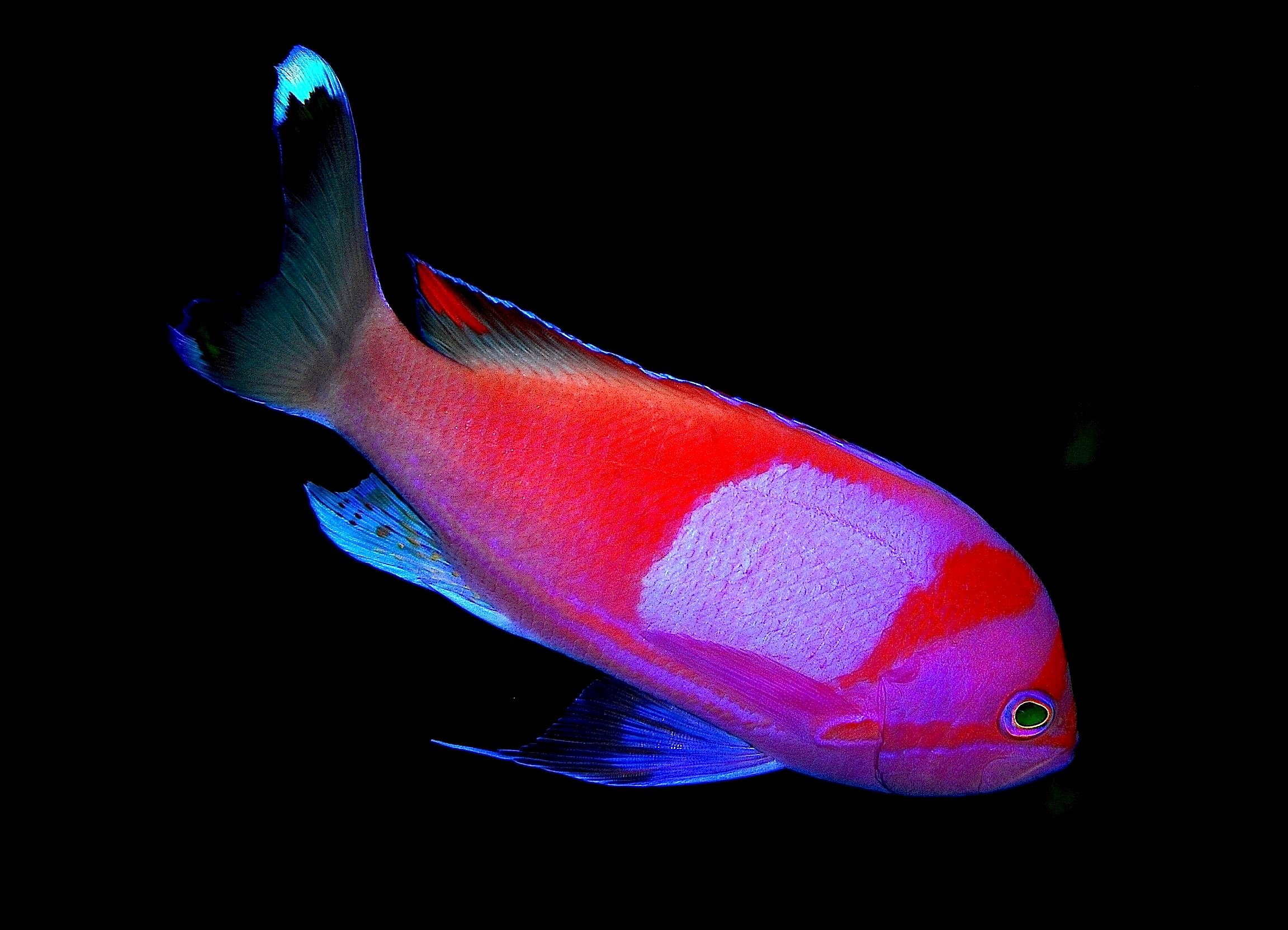 anthias, Tropical, Fish, Ocean, Sea, Underwater Wallpaper