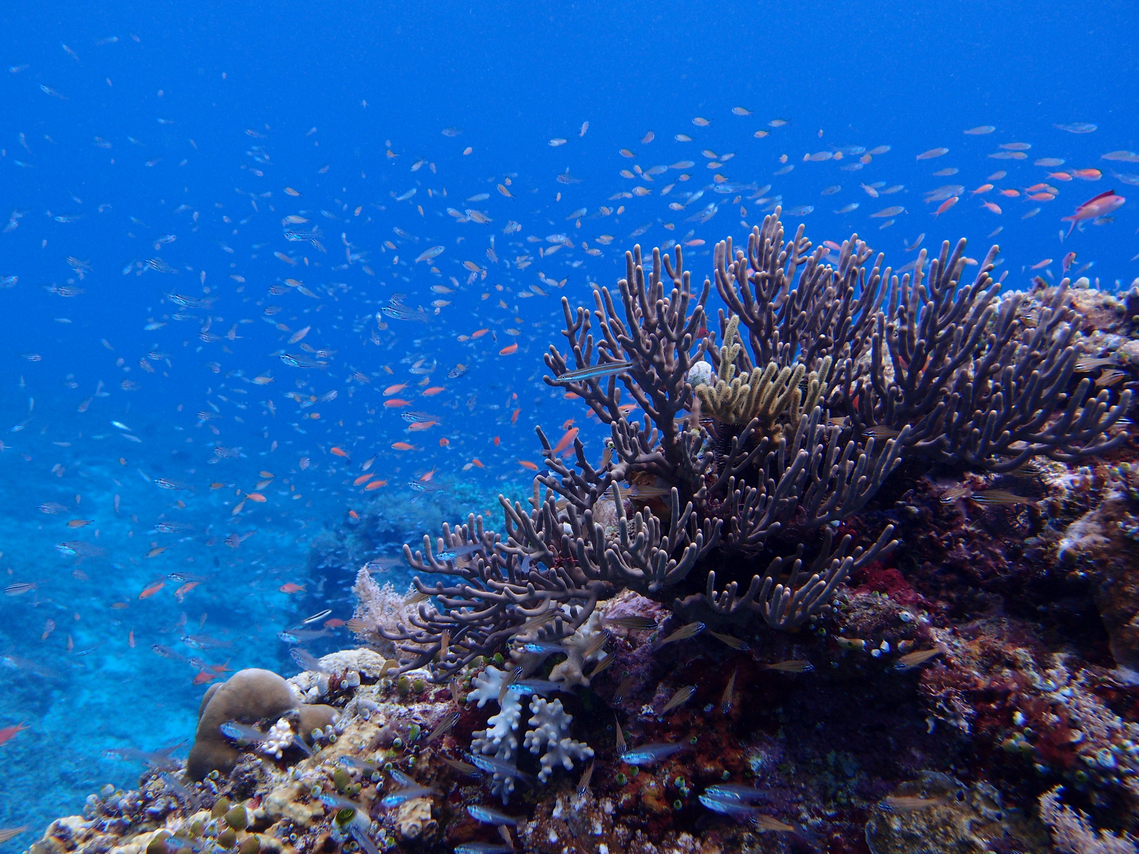 anthias, Tropical, Fish, Ocean, Sea, Underwater Wallpapers HD / Desktop ...