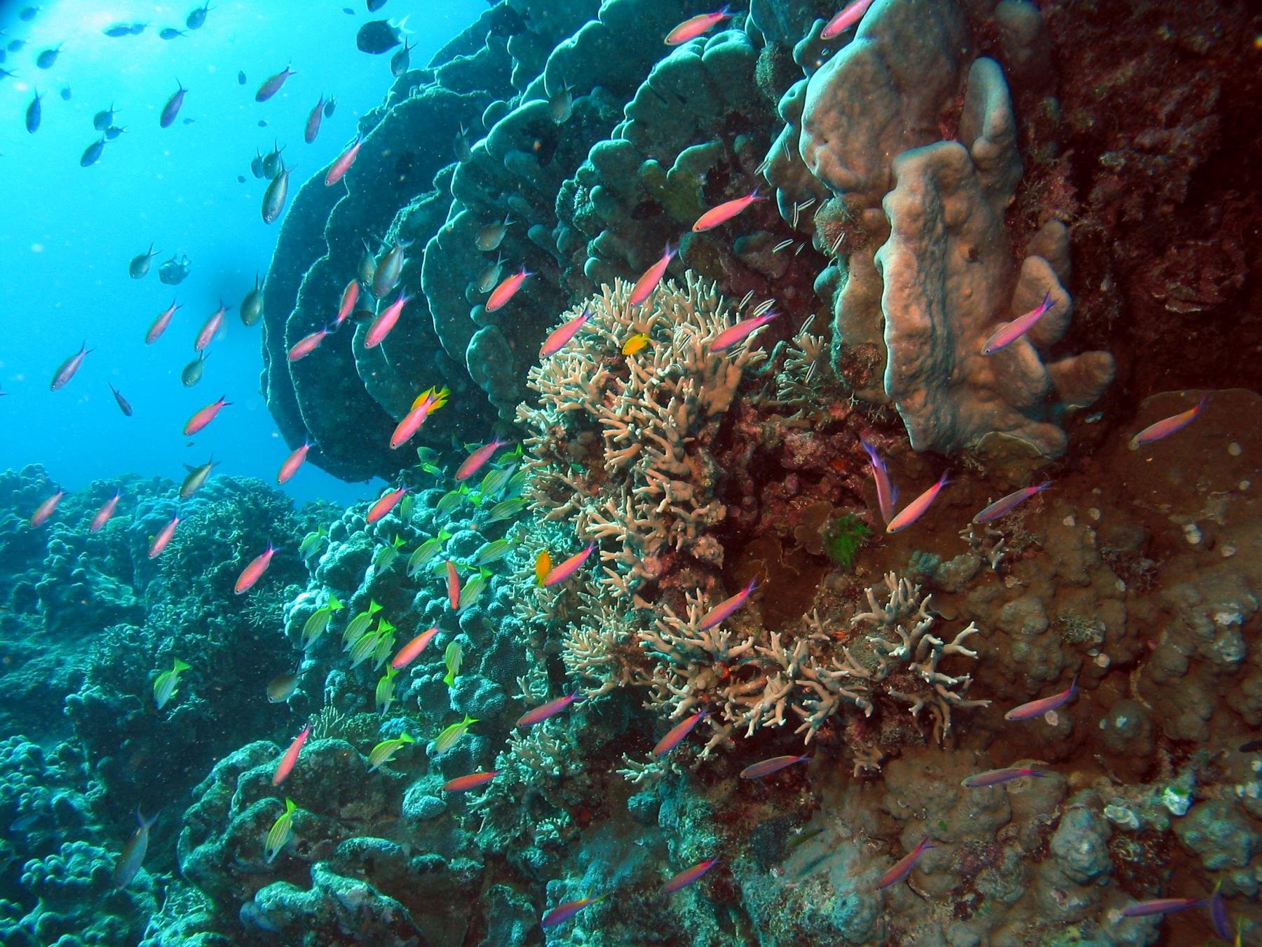 anthias, Tropical, Fish, Ocean, Sea, Underwater Wallpaper