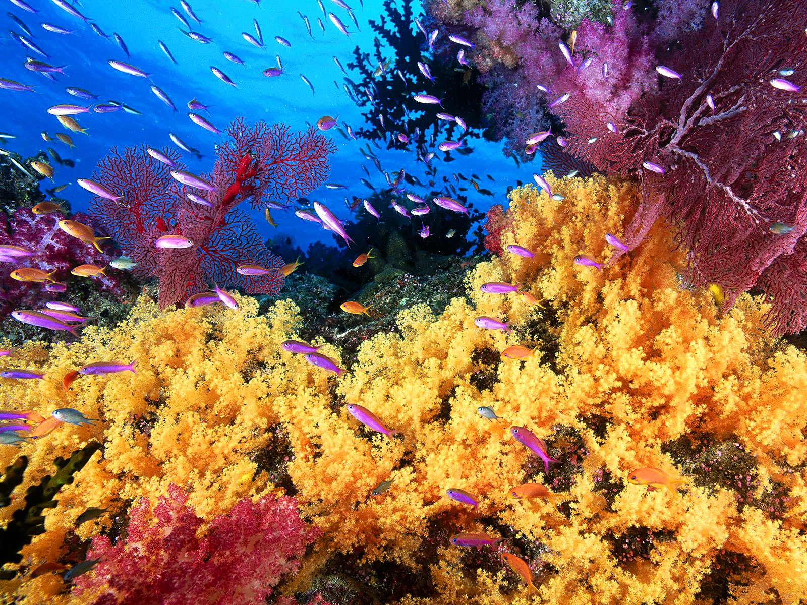 anthias, Tropical, Fish, Ocean, Sea, Underwater Wallpaper