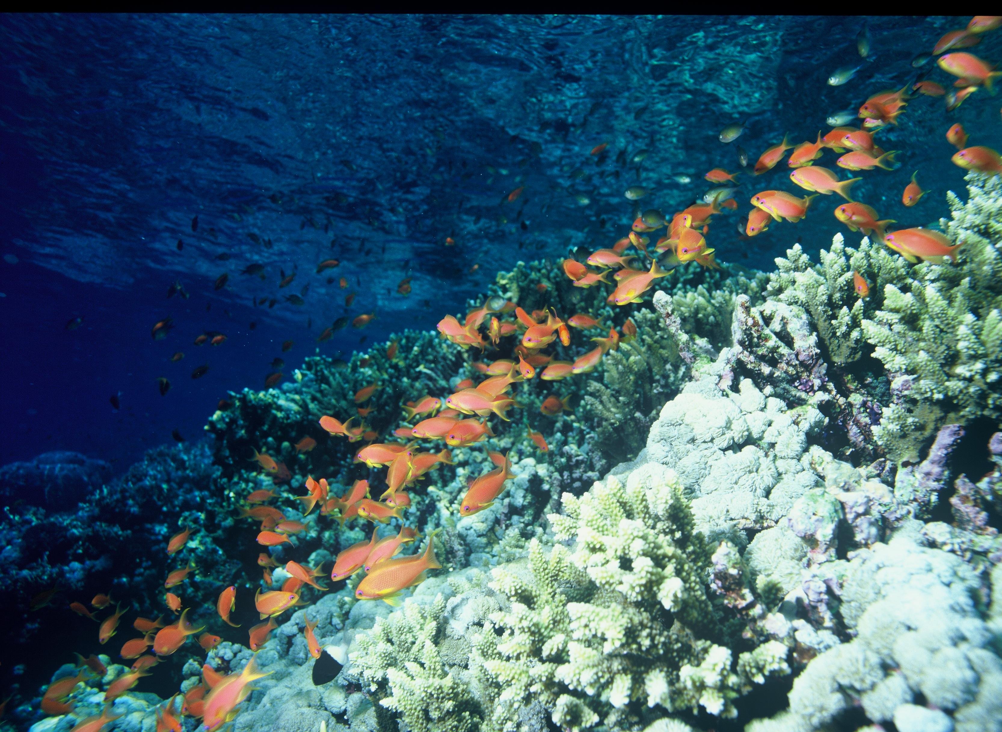 anthias, Tropical, Fish, Ocean, Sea, Underwater Wallpaper
