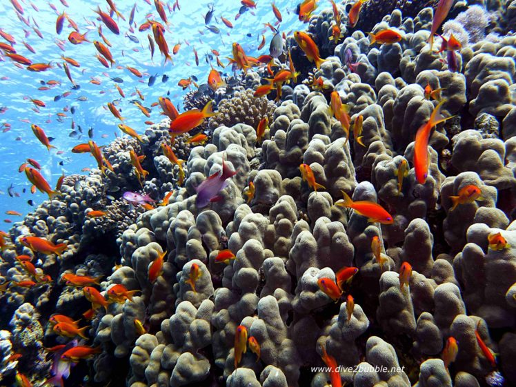 anthias, Tropical, Fish, Ocean, Sea, Underwater HD Wallpaper Desktop Background