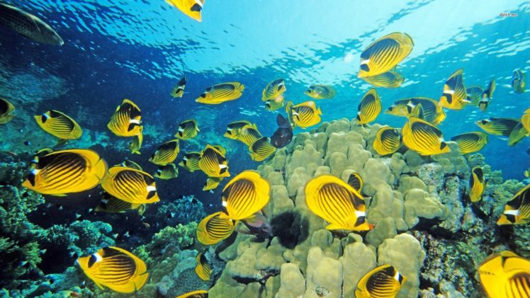 butterflyfish, Tropical, Ocean, Sea, Underwater Wallpapers HD / Desktop ...