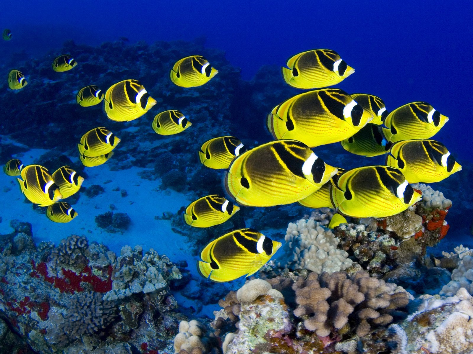 butterflyfish, Tropical, Ocean, Sea, Underwater Wallpapers HD / Desktop ...