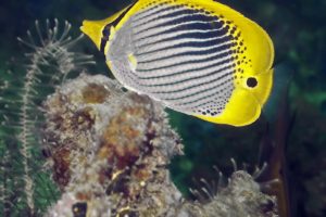 butterflyfish, Tropical, Ocean, Sea, Underwater
