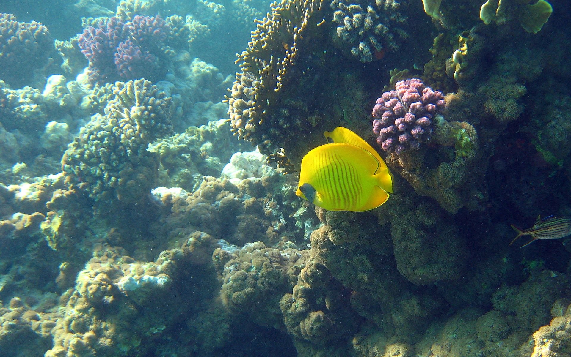 butterflyfish, Tropical, Ocean, Sea, Underwater Wallpaper