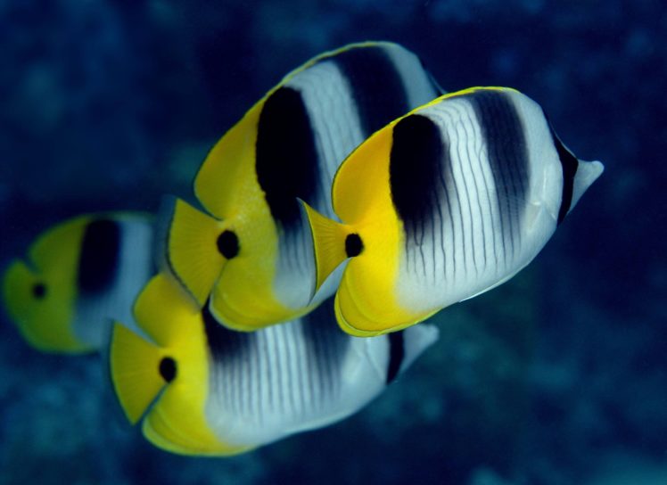 butterflyfish, Tropical, Ocean, Sea, Underwater HD Wallpaper Desktop Background