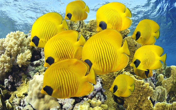 butterflyfish, Tropical, Ocean, Sea, Underwater HD Wallpaper Desktop Background