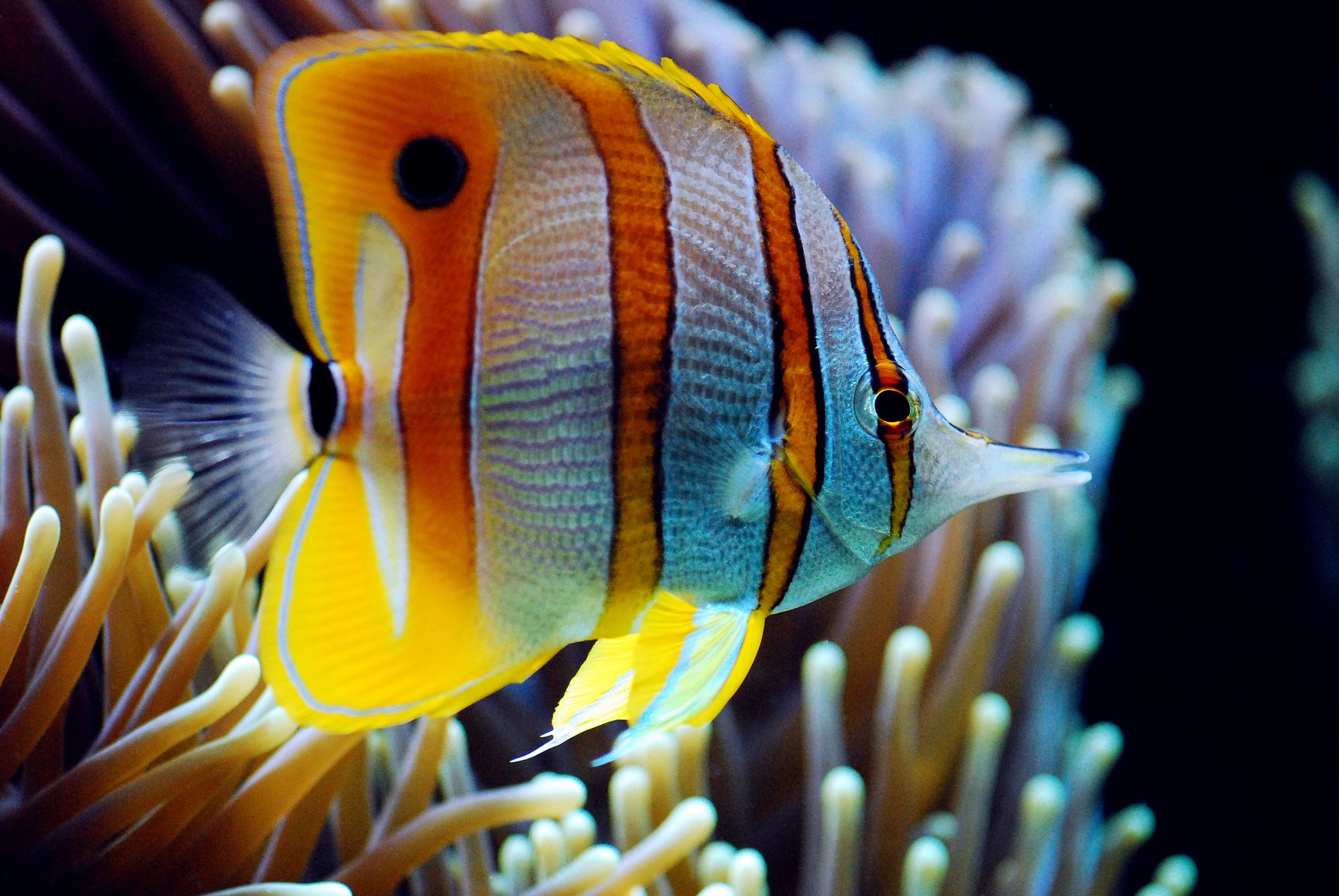 butterflyfish, Tropical, Ocean, Sea, Underwater Wallpaper