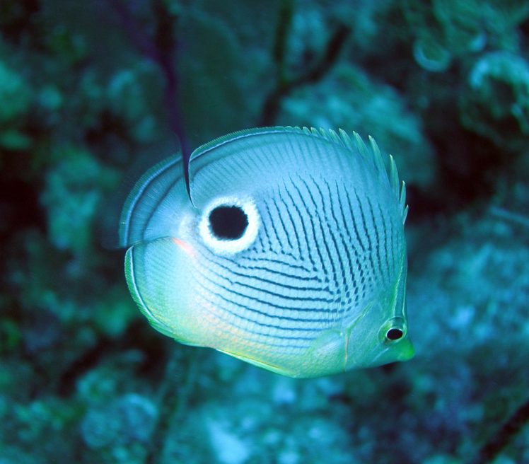 butterflyfish, Tropical, Ocean, Sea, Underwater HD Wallpaper Desktop Background