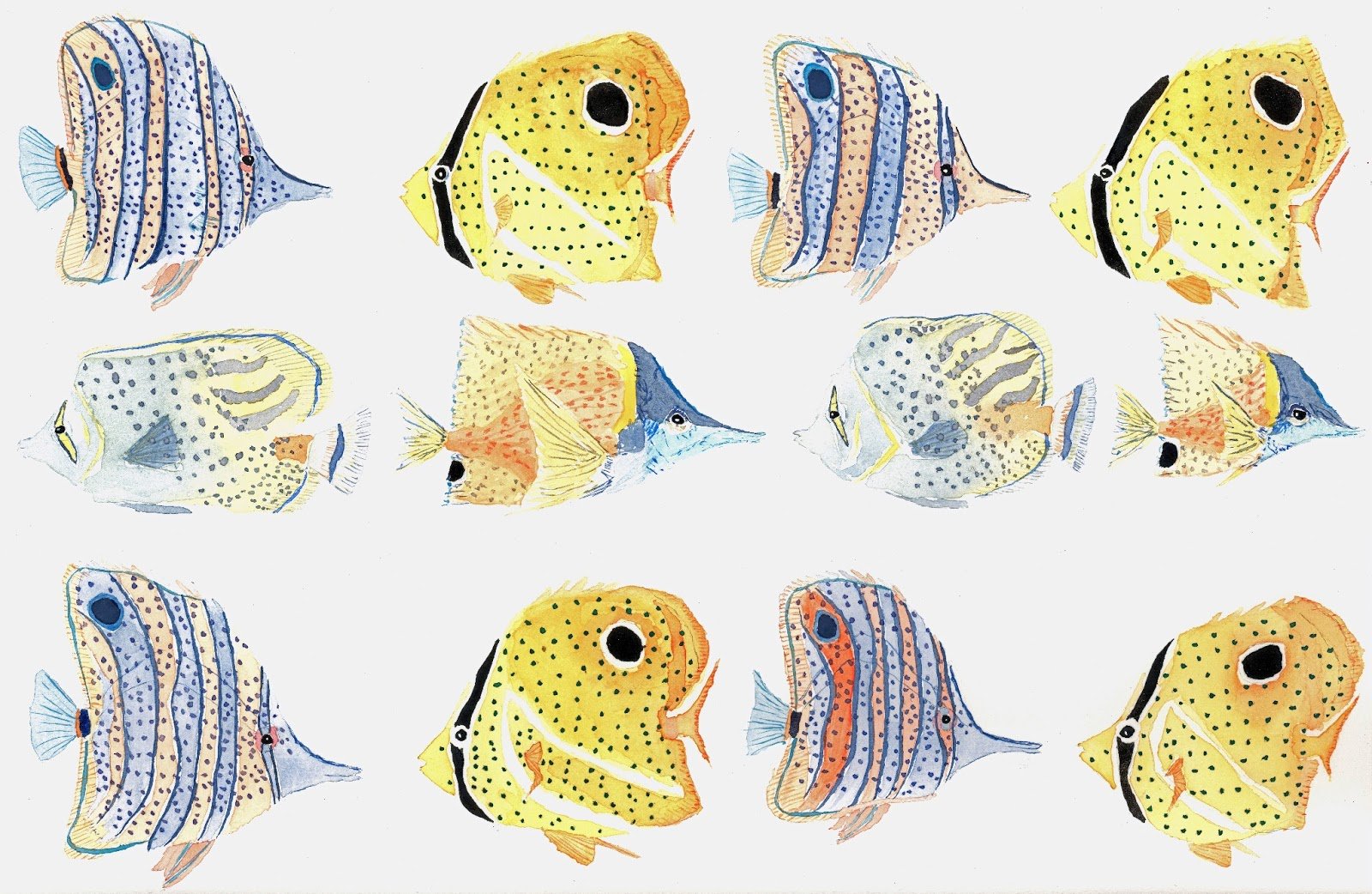 butterflyfish, Tropical, Ocean, Sea, Underwater Wallpaper