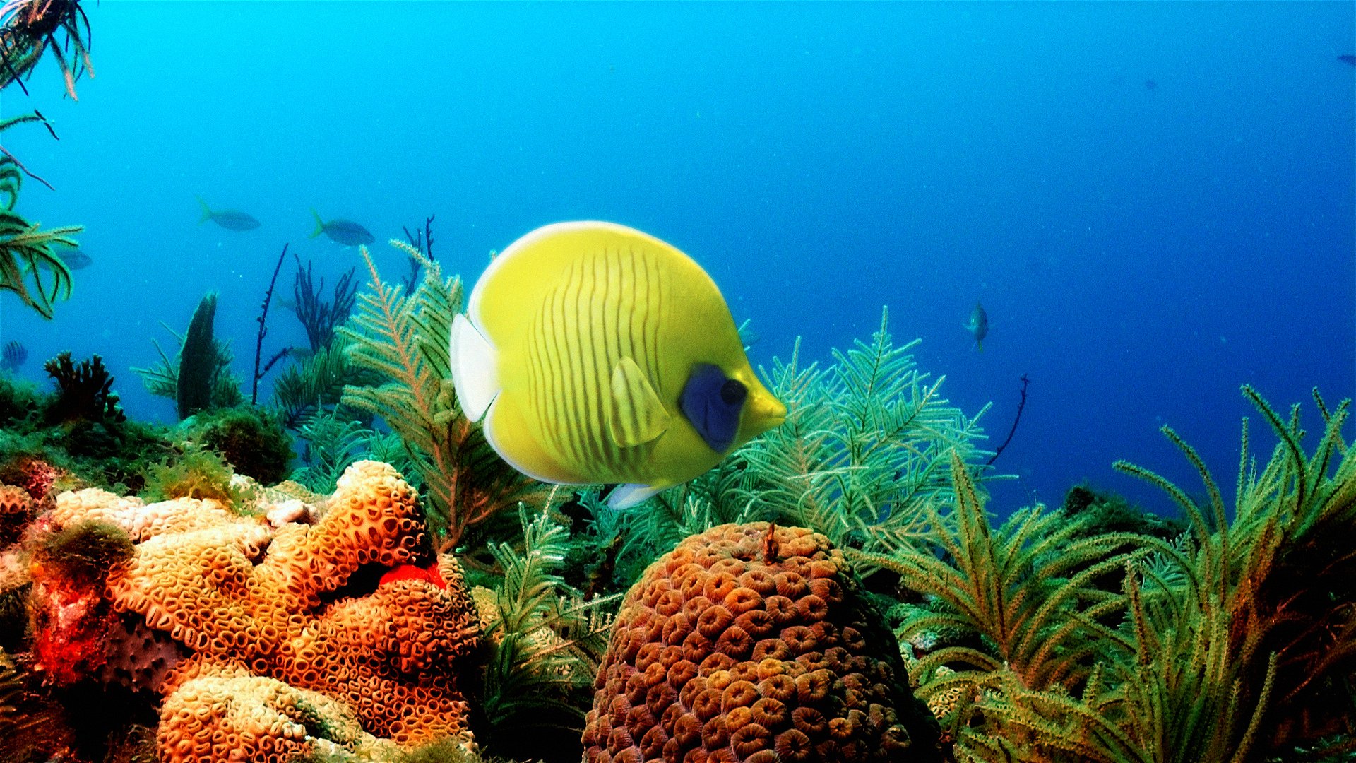 butterflyfish, Tropical, Ocean, Sea, Underwater Wallpaper
