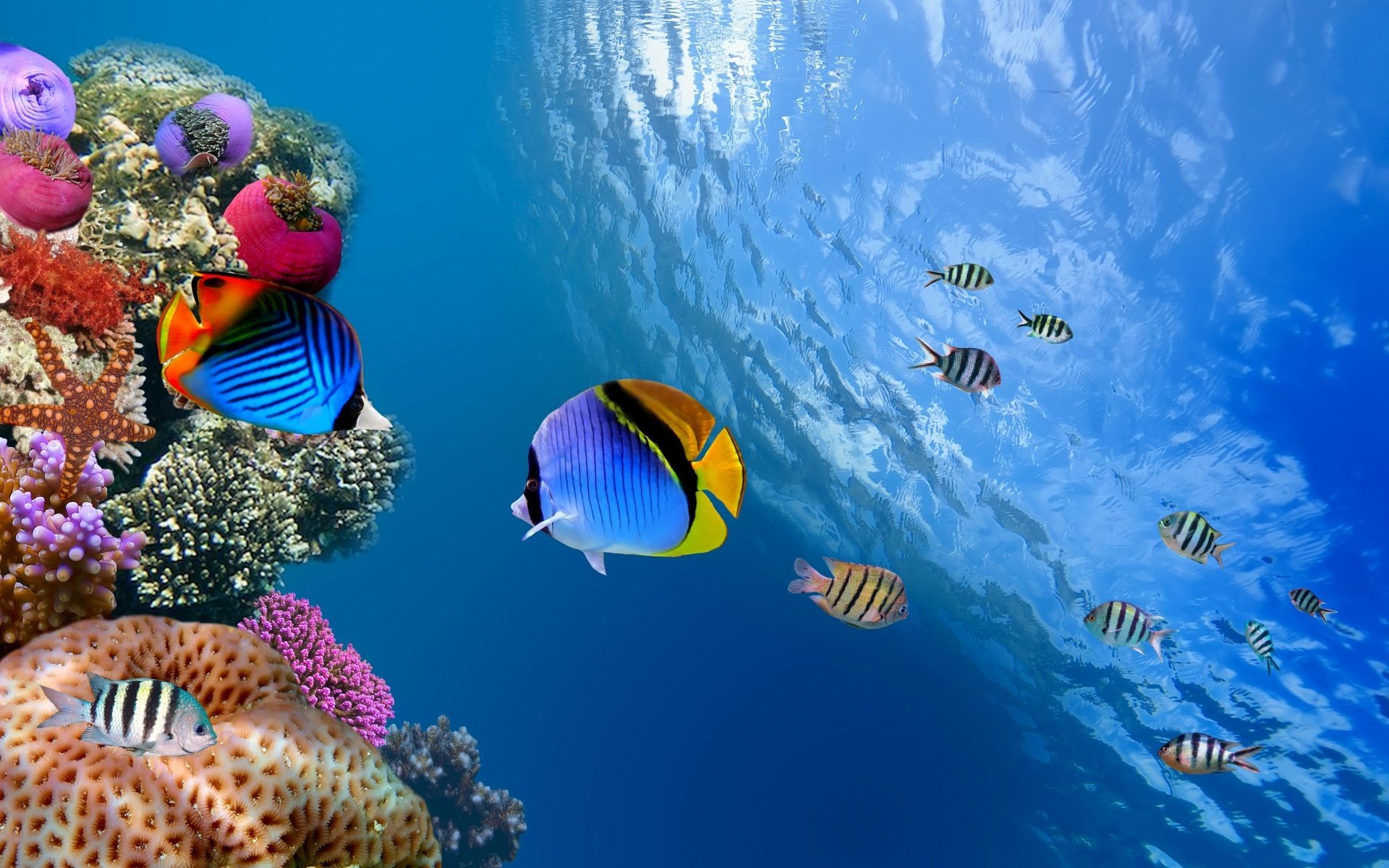 butterflyfish, Tropical, Ocean, Sea, Underwater Wallpaper