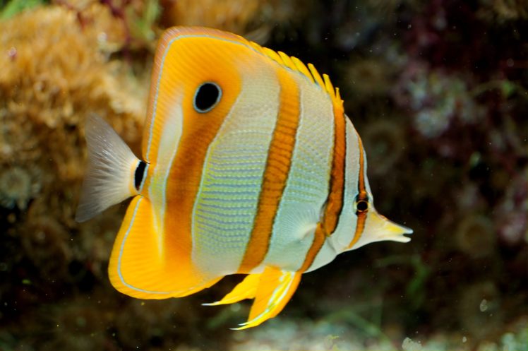 butterflyfish, Tropical, Ocean, Sea, Underwater HD Wallpaper Desktop Background