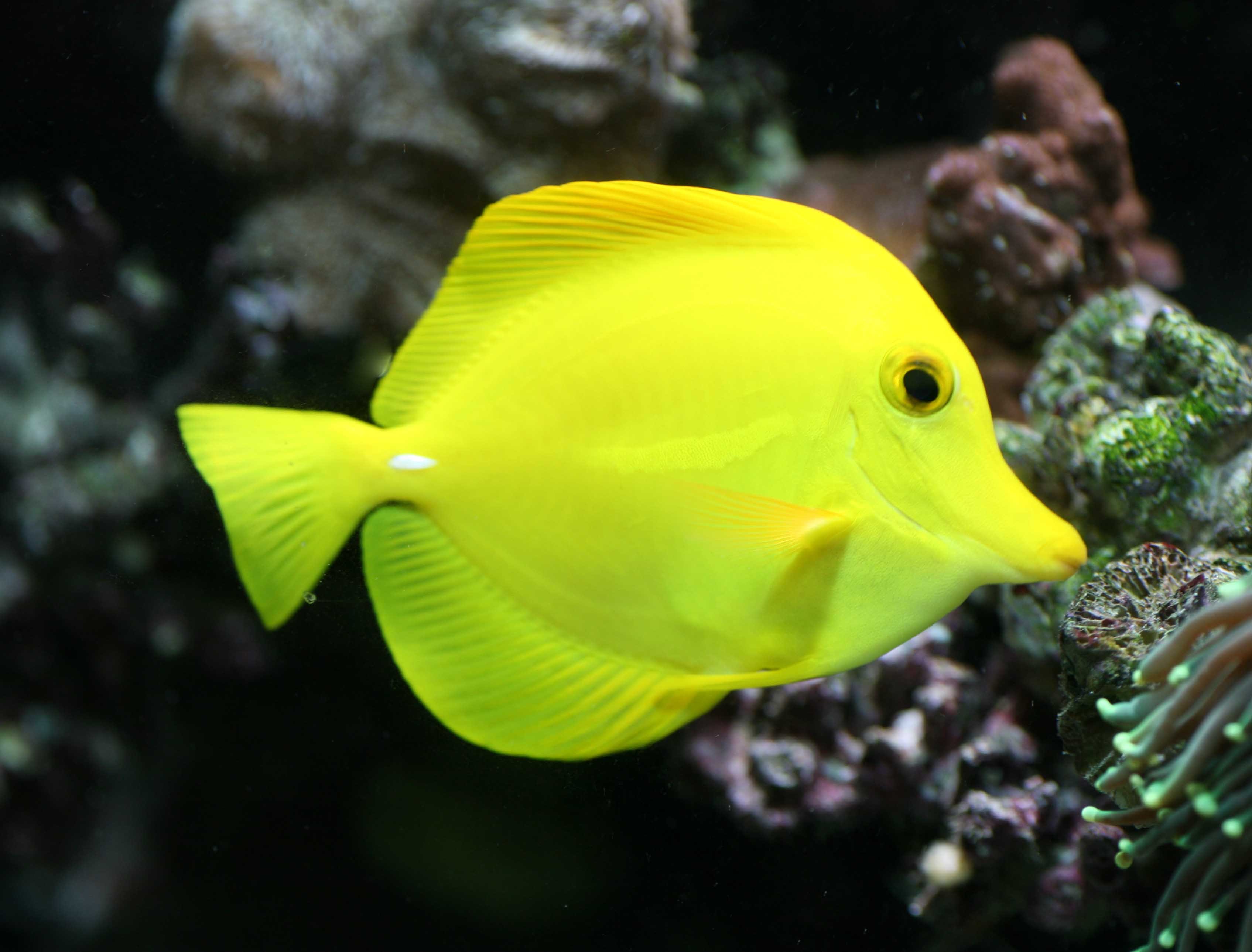 Tang Tropical Fish Ocean Sea Underwater Wallpapers HD Desktop   520382 Tang Tropical Fish Ocean Sea Underwater 