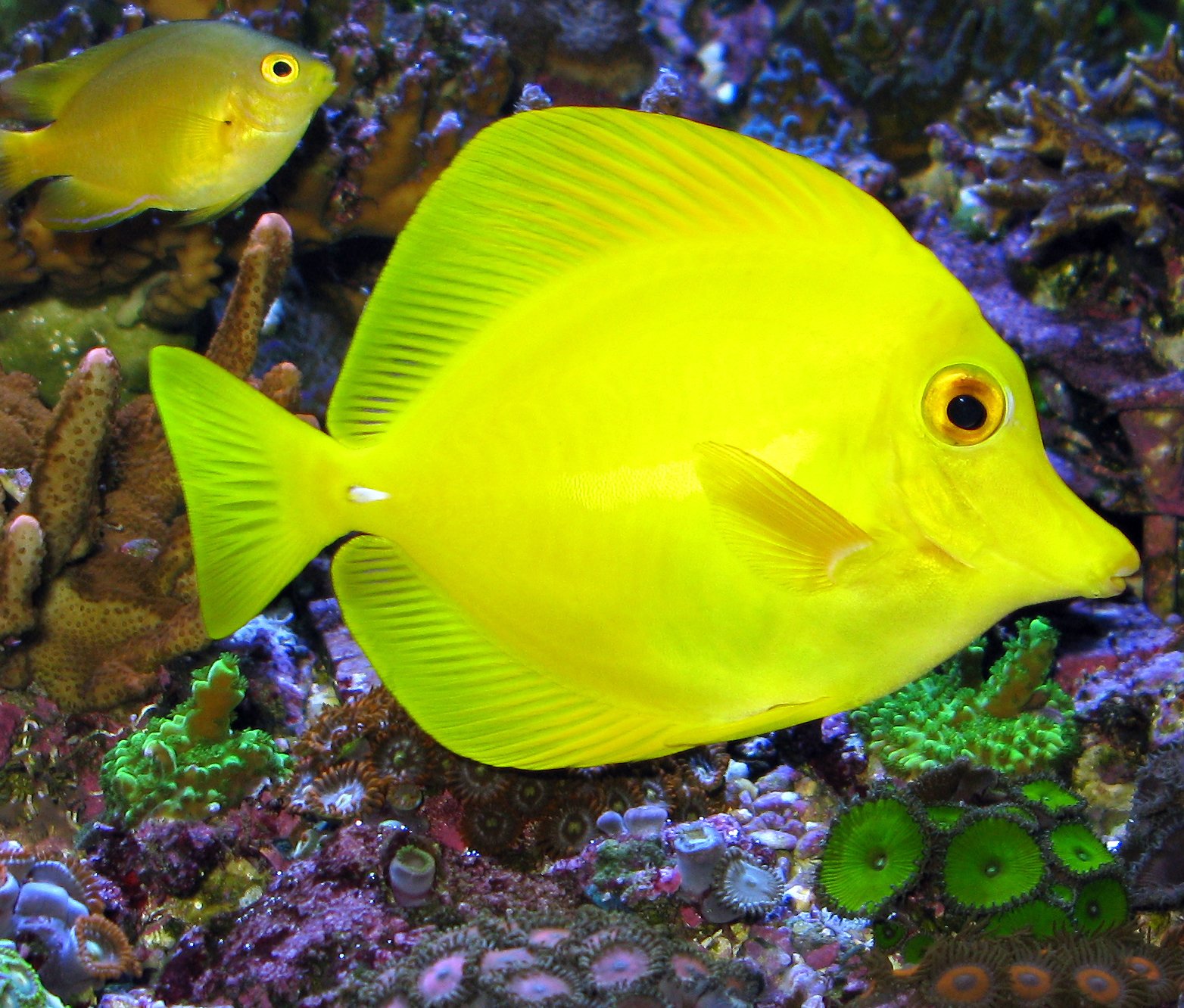 tang, Tropical, Fish, Ocean, Sea, Underwater Wallpaper