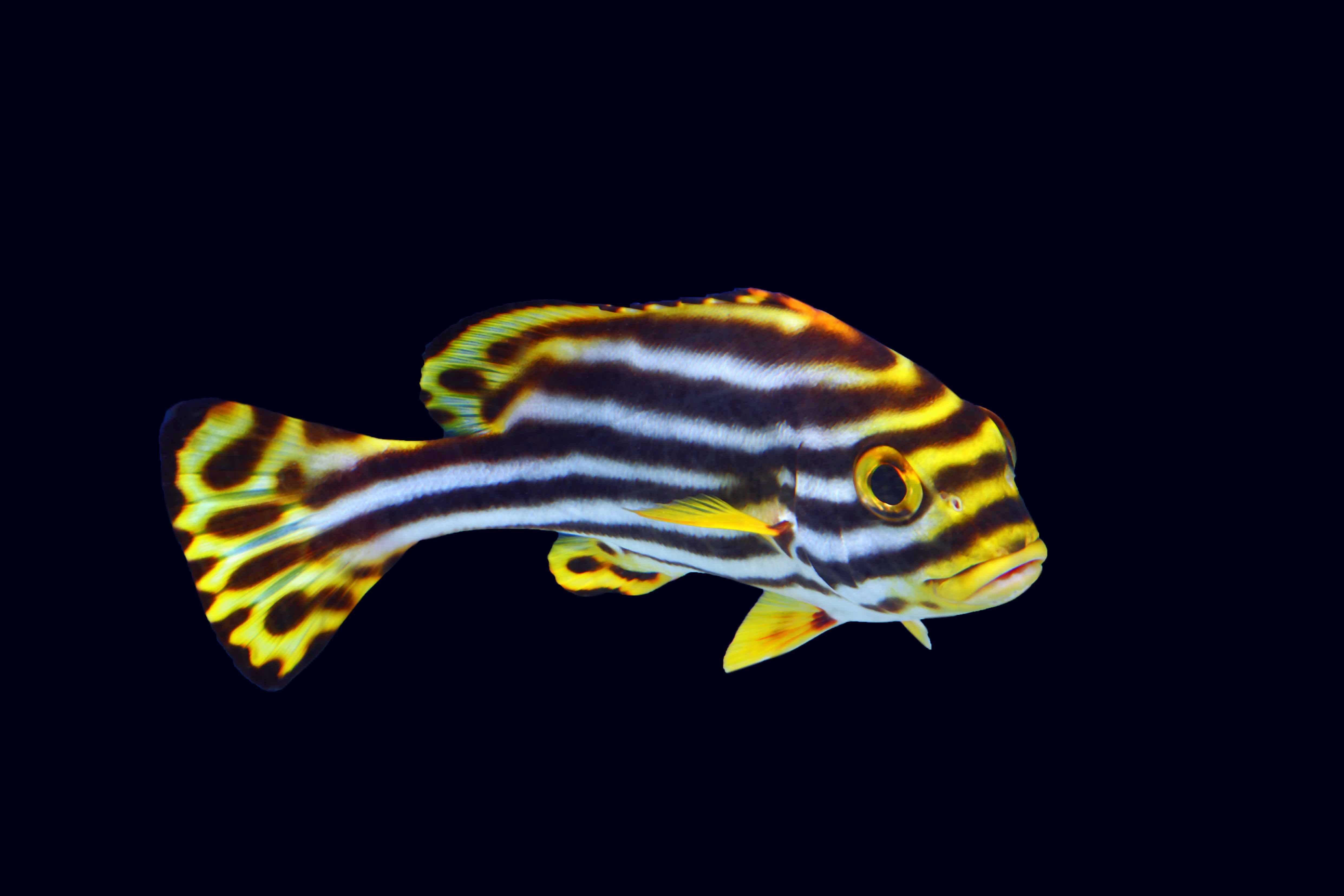 tang, Tropical, Fish, Ocean, Sea, Underwater Wallpaper