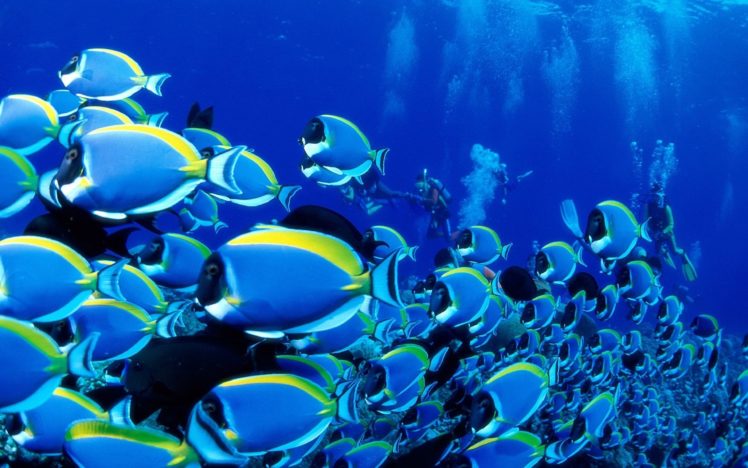 tang, Tropical, Fish, Ocean, Sea, Underwater HD Wallpaper Desktop Background