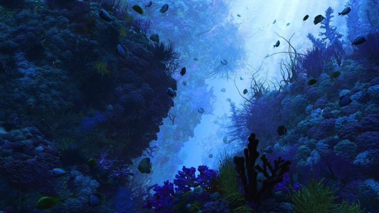 the, Bottom, Depth, Fish, Corals, Algae HD Wallpaper Desktop Background