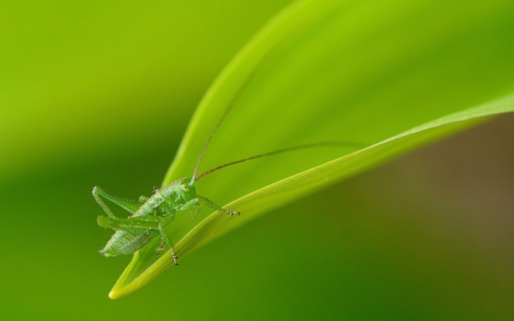 grasshopper HD Wallpaper Desktop Background