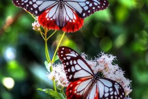 butterflies, Flowers