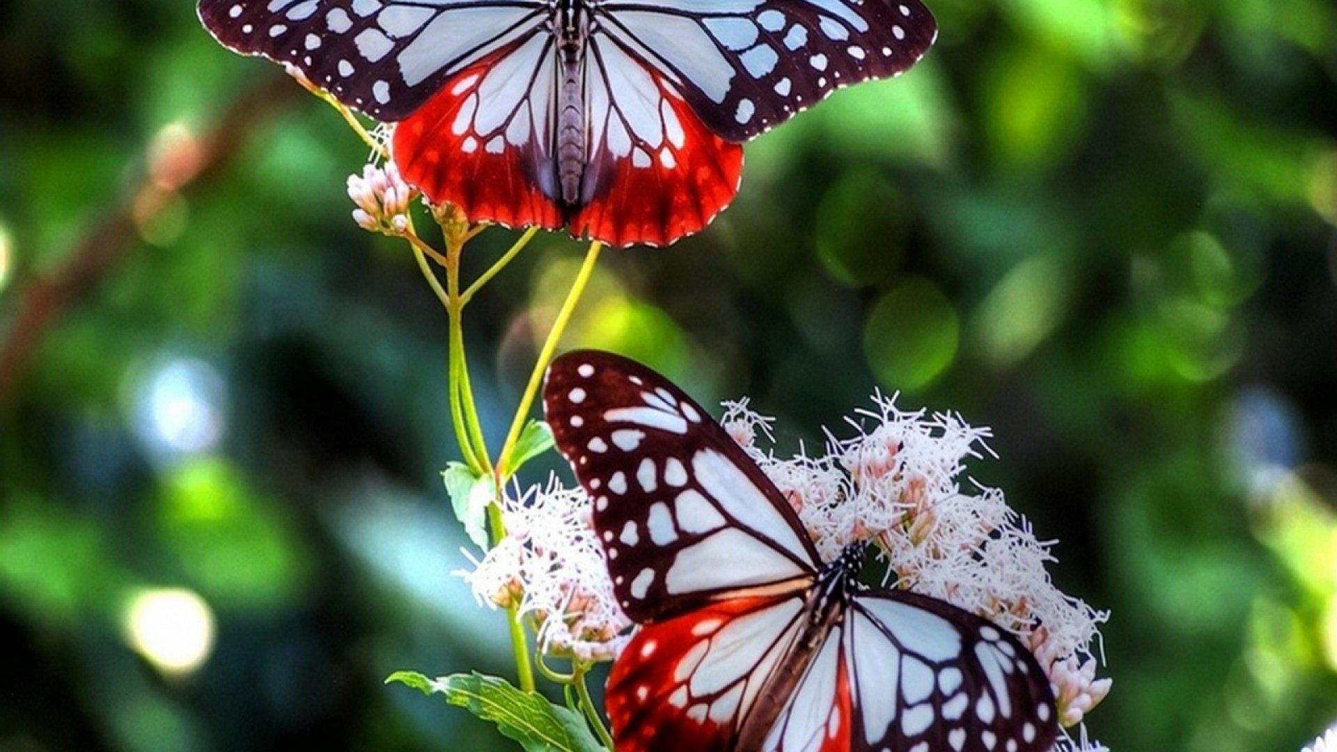 butterflies, Flowers Wallpaper