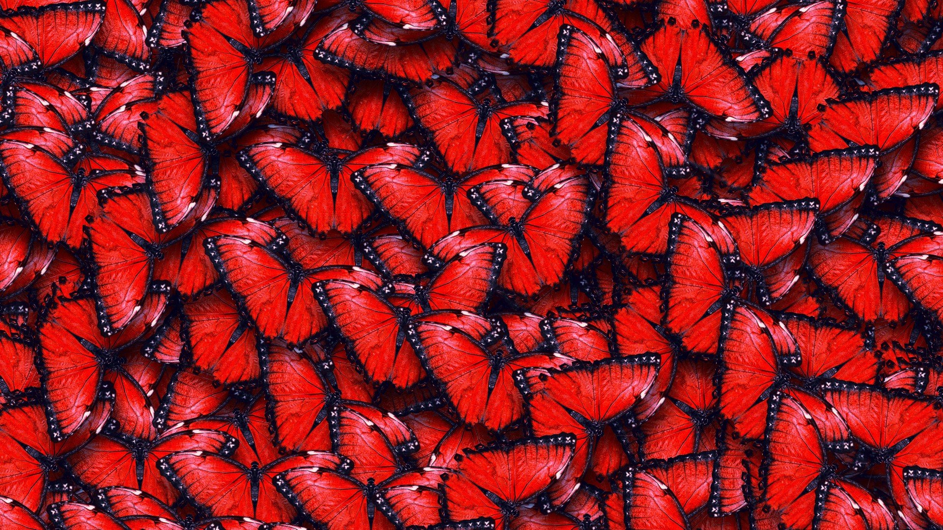 butterflies Wallpaper