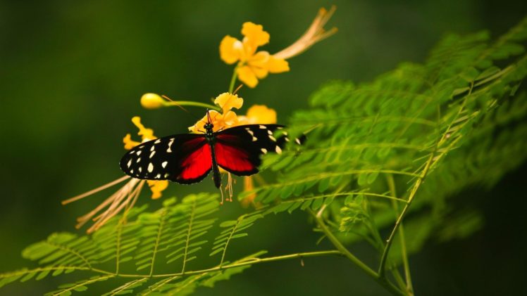 butterfly, On, Flower HD Wallpaper Desktop Background