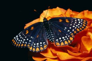 butterfly, On, Orange, Flower