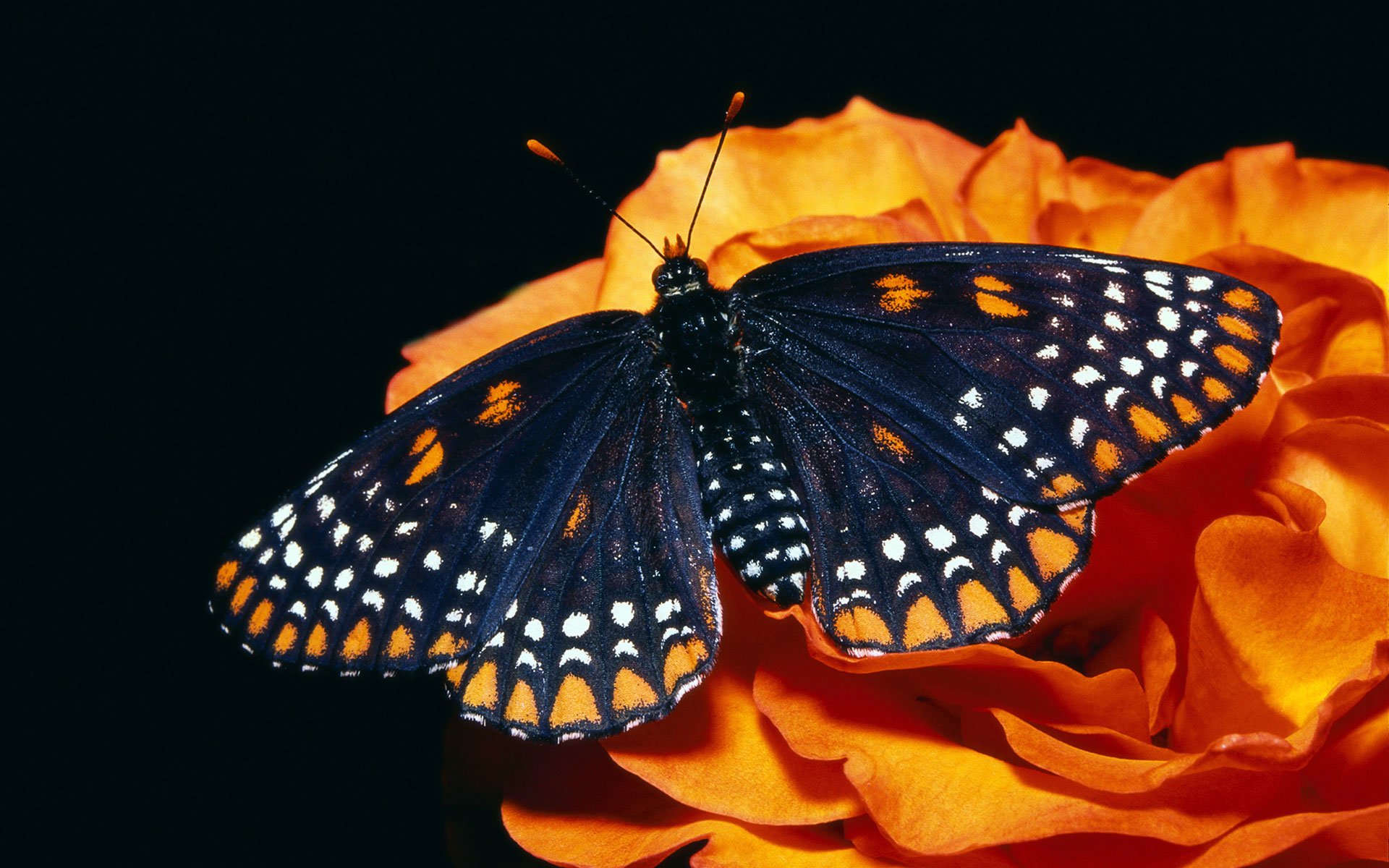 butterfly, On, Orange, Flower Wallpaper