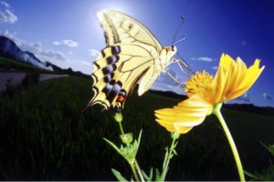 yellow, Butterfly, And, Yellow, Flower