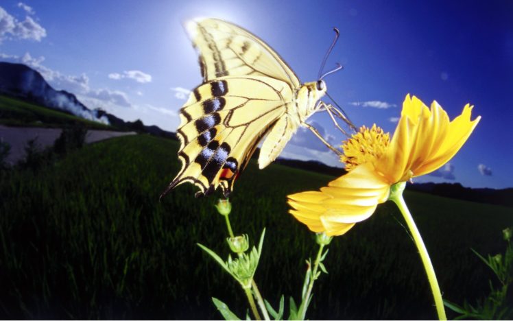 yellow, Butterfly, And, Yellow, Flower HD Wallpaper Desktop Background