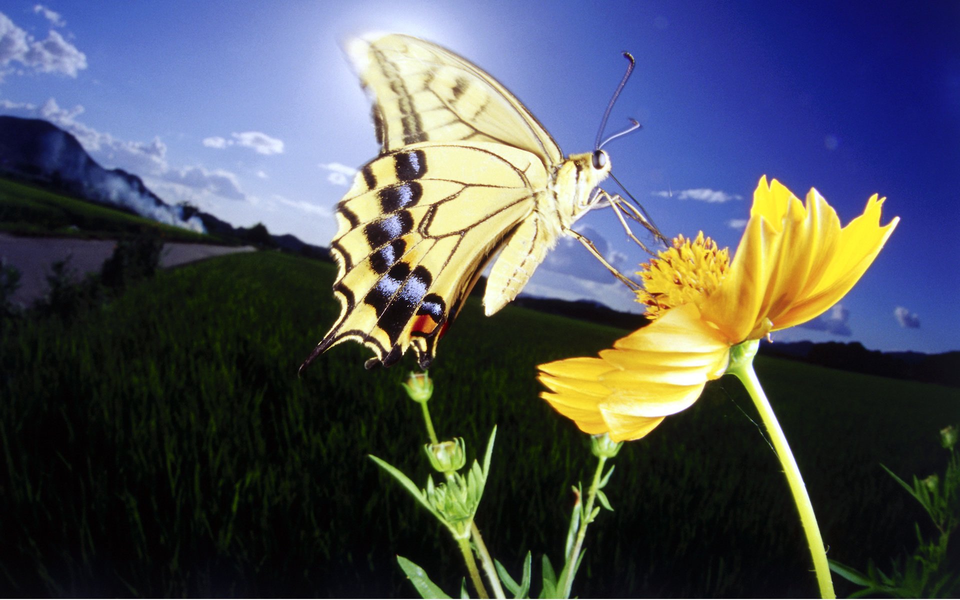 yellow, Butterfly, And, Yellow, Flower Wallpaper