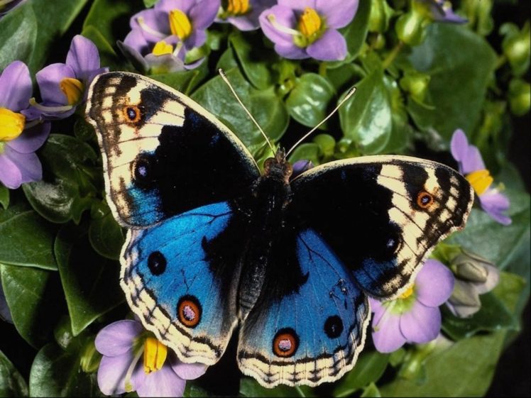 butterfly, And, Flowers HD Wallpaper Desktop Background