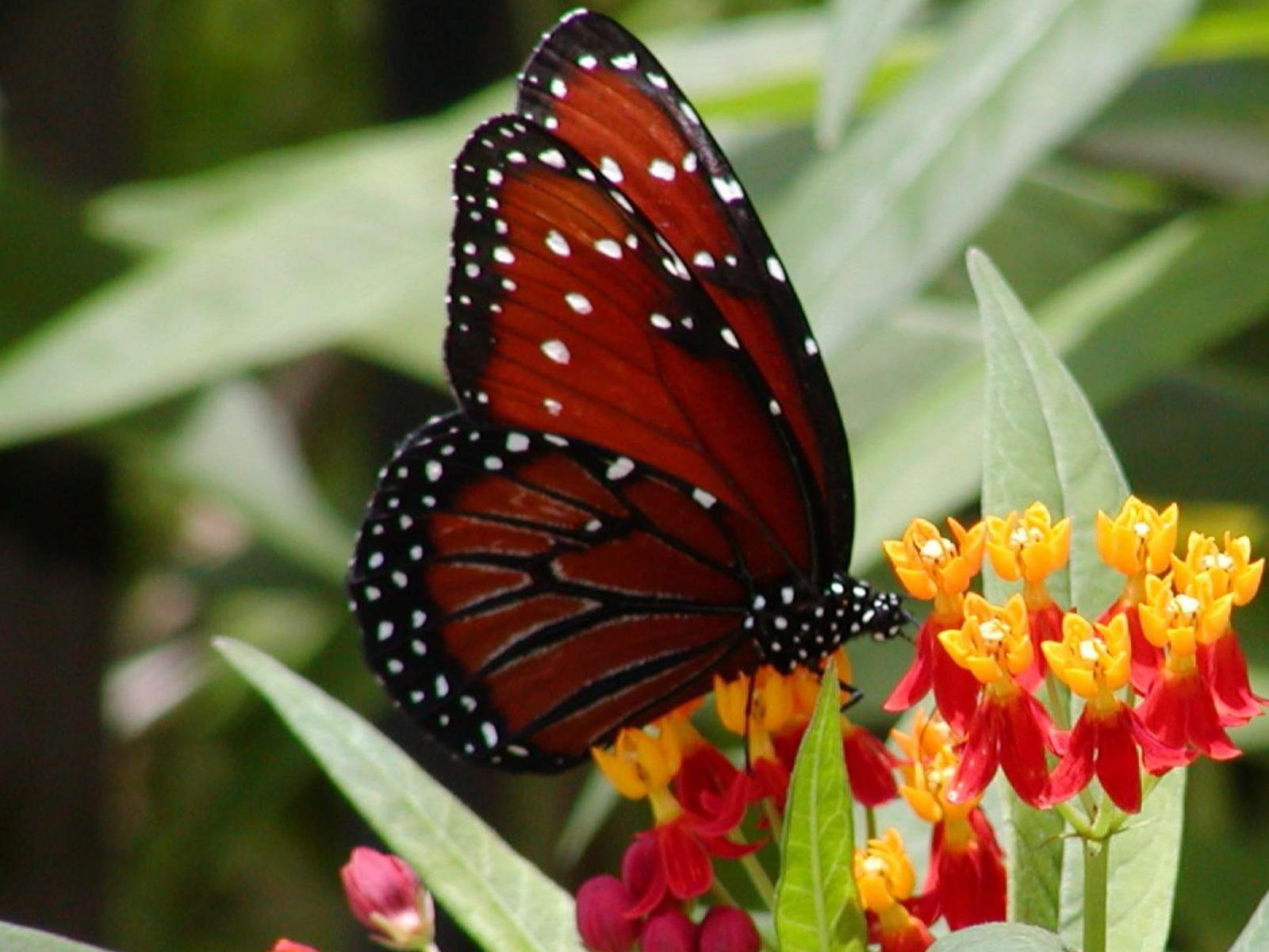butterfly Wallpaper