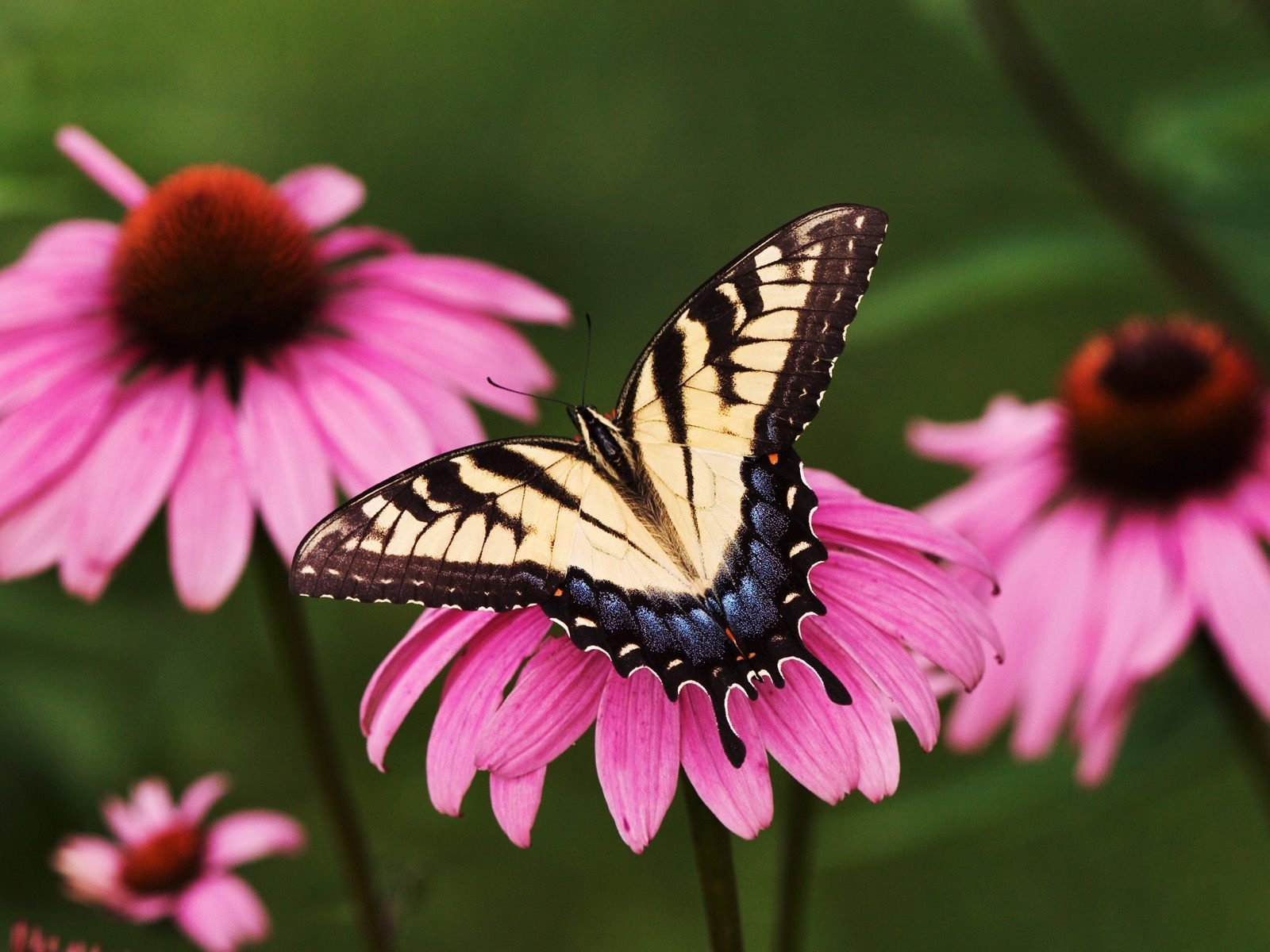 butterfly, On, Pink, Flowers Wallpaper