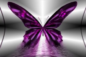 purple, Butterfly