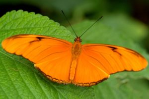 orange, Butterfly