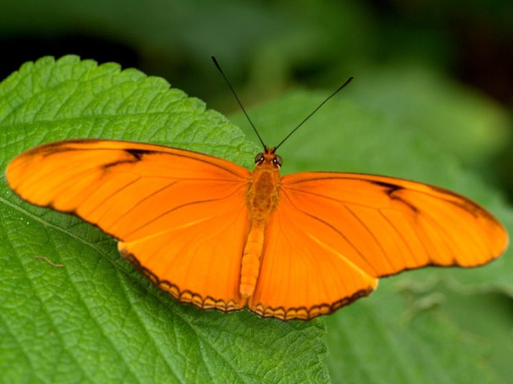 orange, Butterfly HD Wallpaper Desktop Background