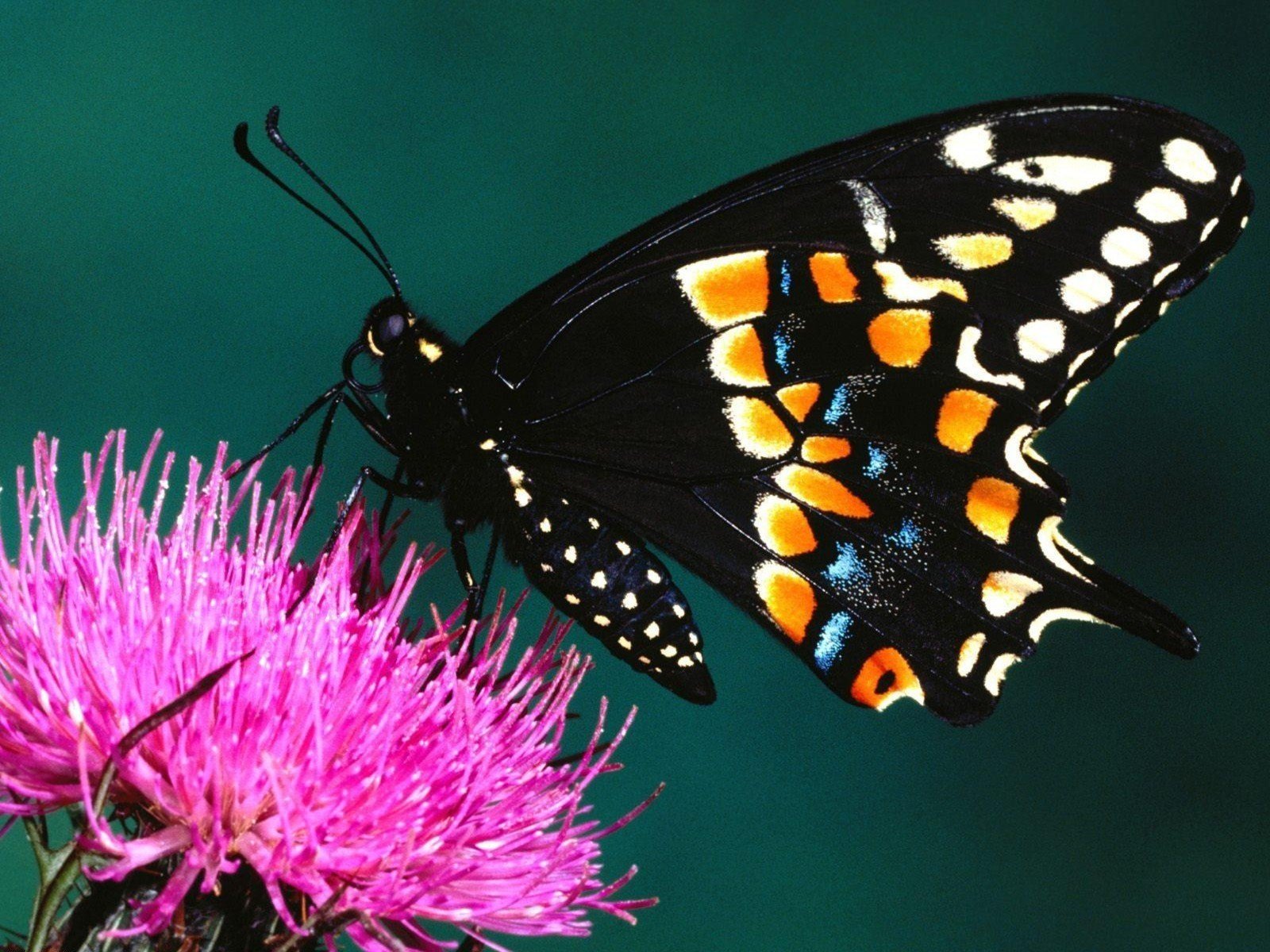butterfly Wallpaper