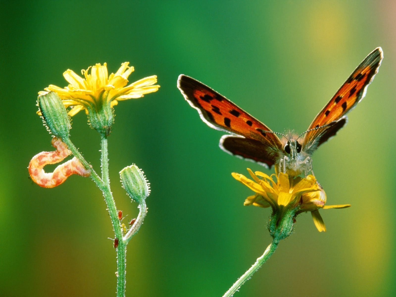butterfly, And, Flower Wallpaper