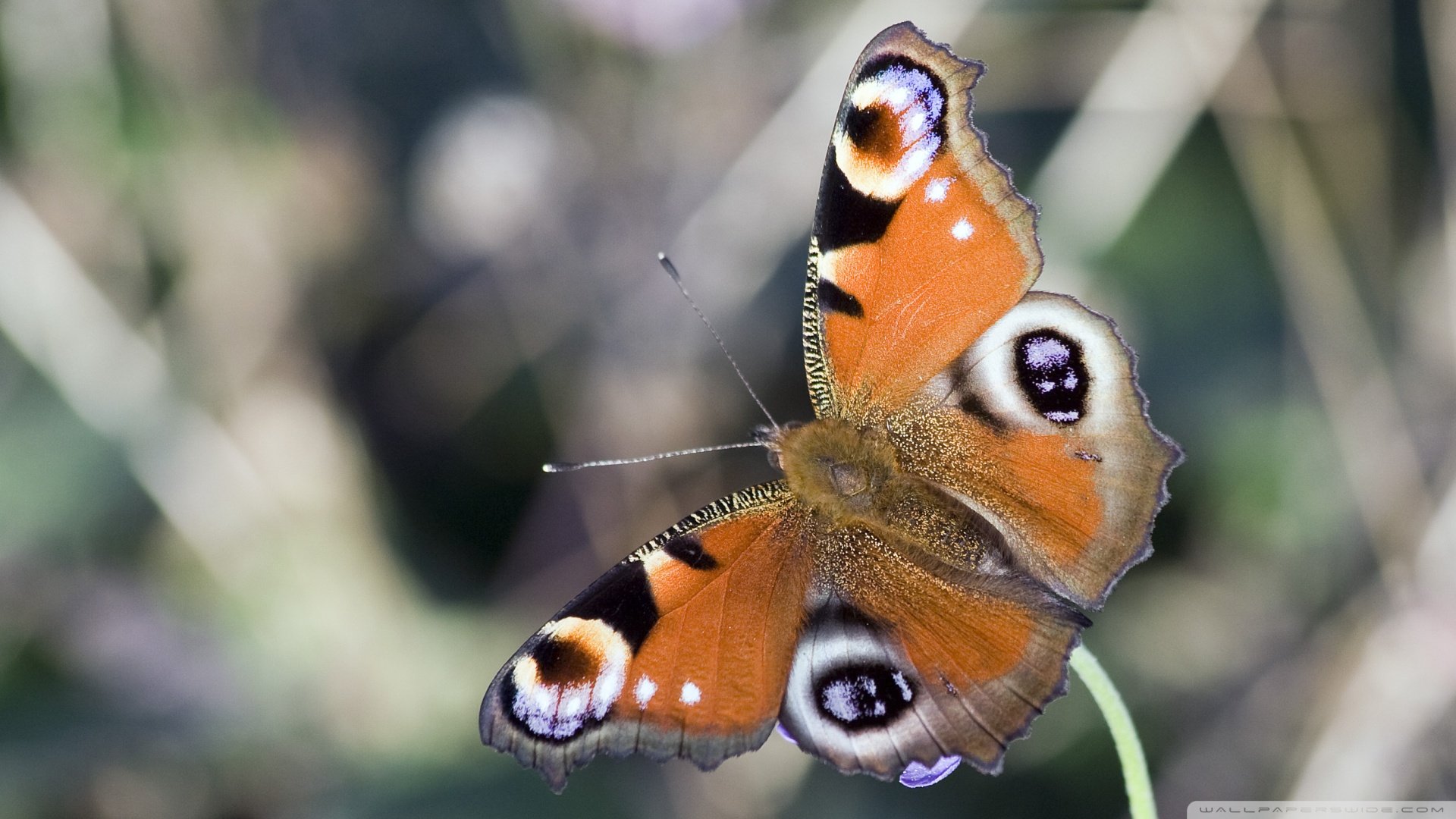 butterfly Wallpaper